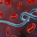Кровавая китайская ебола
