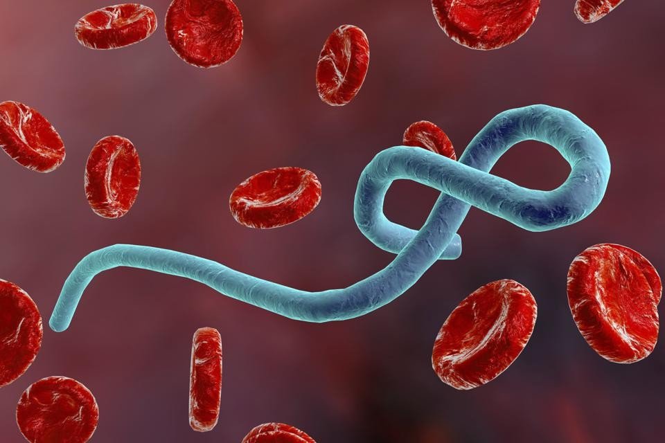 Кровавая китайская ебола